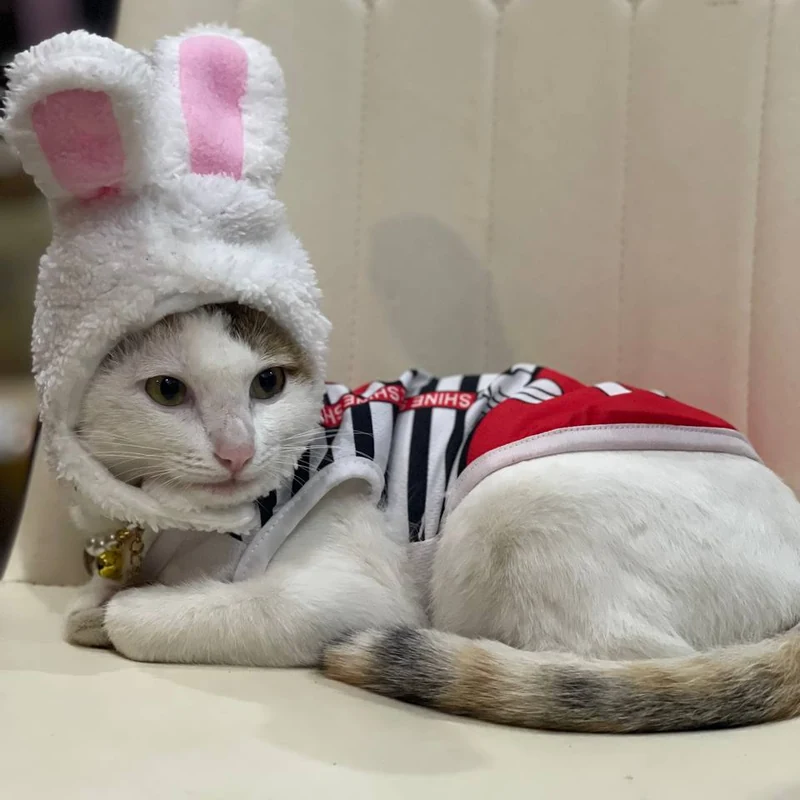 A white cat wearing a fluffy bunny-ear hood and a red and black striped outfit, resting on a cream chair