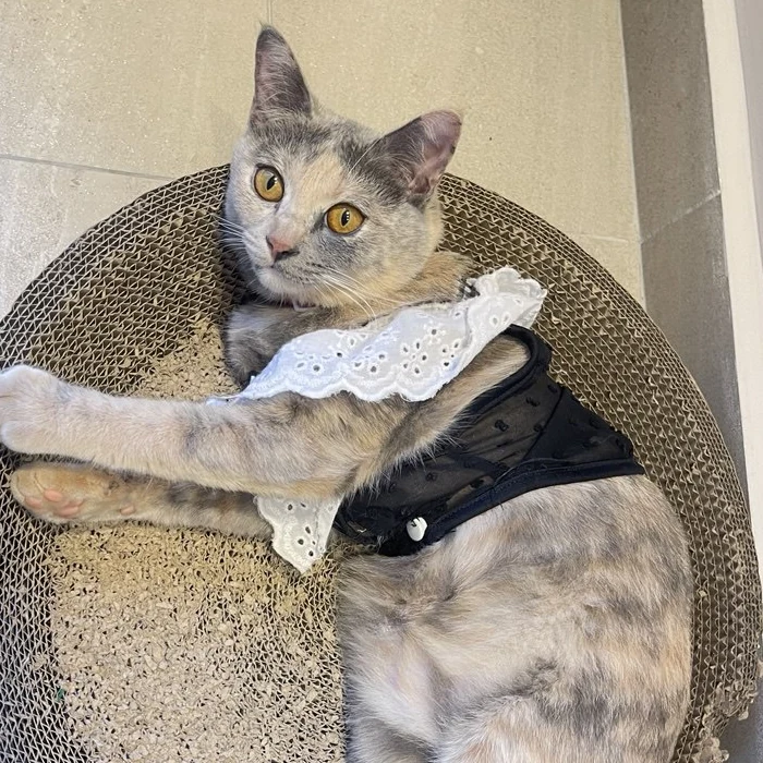 A dilute calico cat in a black and white lace harness, curled up on a round cardboard scratcher