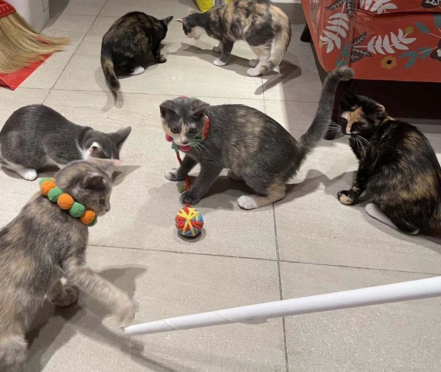 Six cats on a tiled floor gathered around a colourful woven ball toy and a feather wand