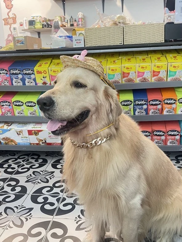 A golden retriever wearing a straw hat sitting inside the Daily Pet Supplies shop in Phnom Penh, in front of shelves stacked with cat food on a black-and-white patterned tile floor