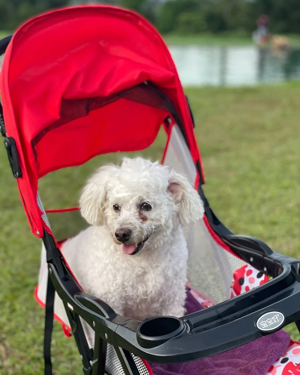 A small white poodle sitting in a red pet stroller on grass beside a lake