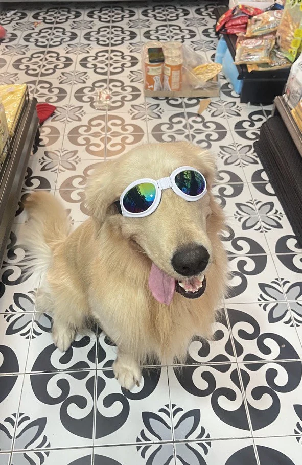 A golden retriever wearing white-rimmed sunglasses, sitting on the patterned tile floor of the shop with shelves of treats behind